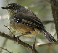 White-browed Scrubwren