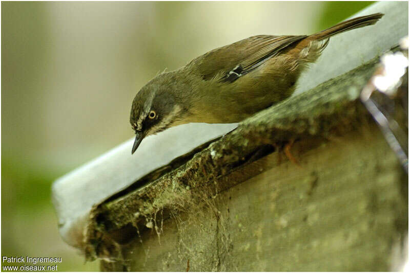 White-browed Scrubwrenadult