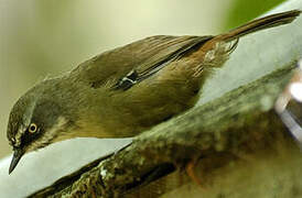 White-browed Scrubwren