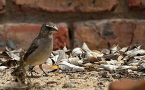 White-throated Canary