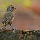 Serin à gorge blanche