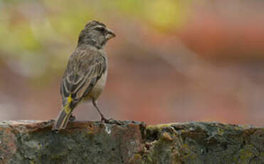 Serin à gorge blanche