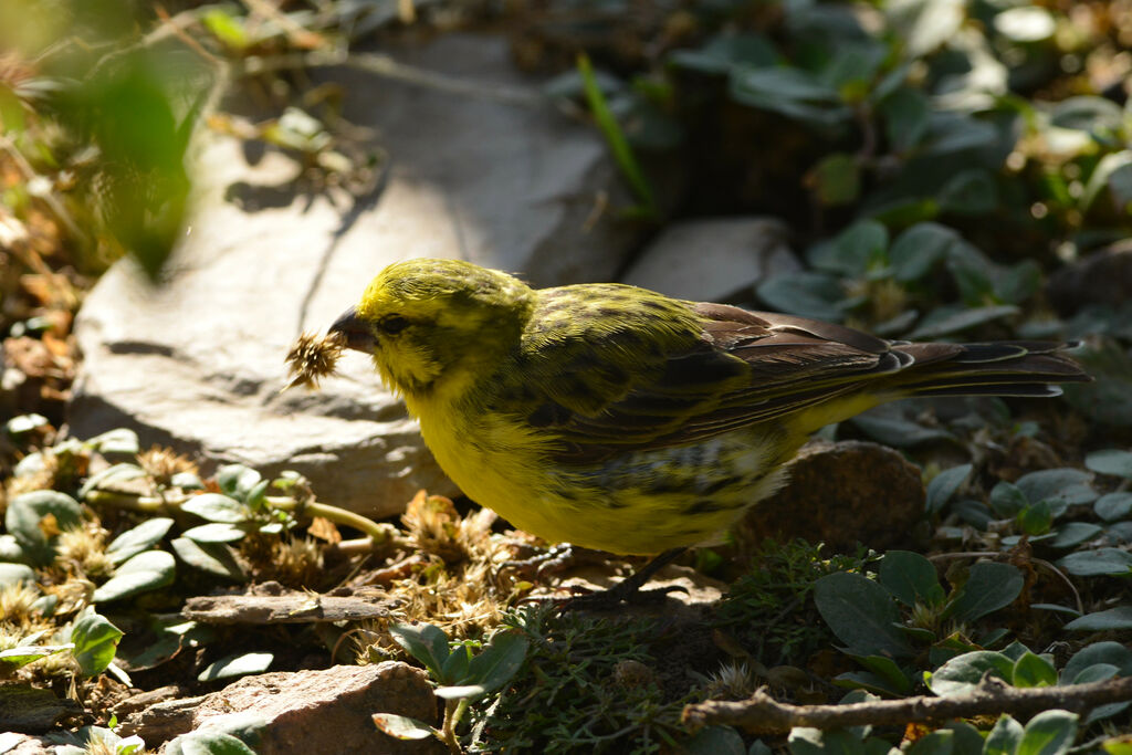 White-bellied Canaryadult, eats