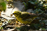 Serin à ventre blanc