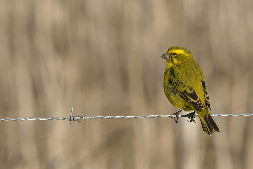 Yellow Canary male adult