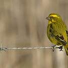 Serin de Sainte-Hélène