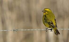 Yellow Canary