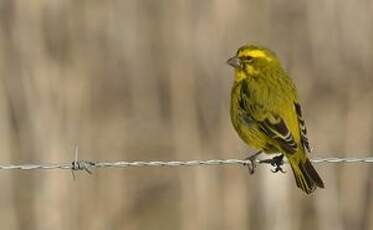 Serin de Sainte-Hélène