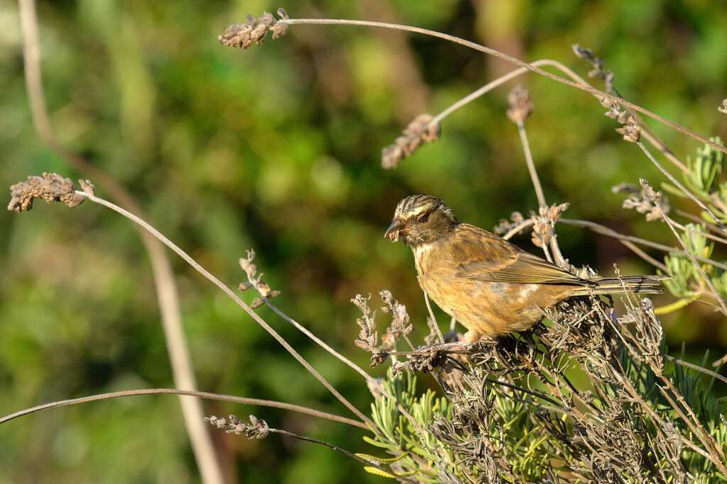 Streaky-headed Seedeateradult, feeding habits, eats