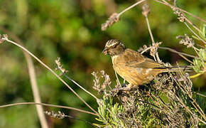 Streaky-headed Seedeater