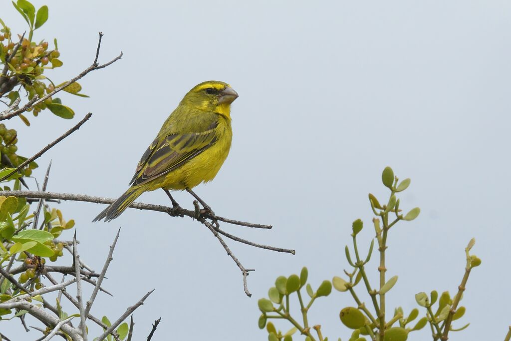 Serin soufré mâle adulte