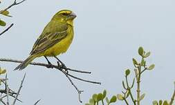 Serin soufré