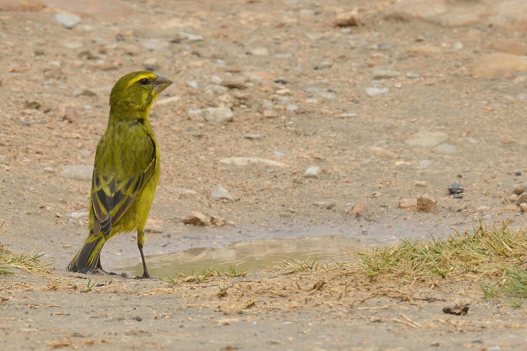 Serin soufré mâle adulte