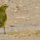Serin soufré