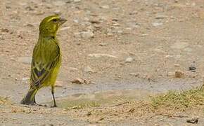 Brimstone Canary