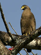 Crested Serpent Eagle