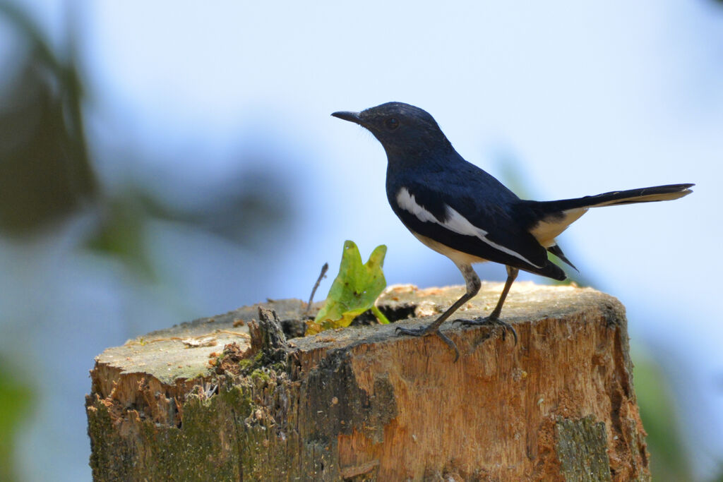 Oriental Magpie-Robinadult