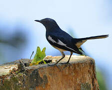 Oriental Magpie-Robin