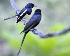 Oriental Magpie-Robin