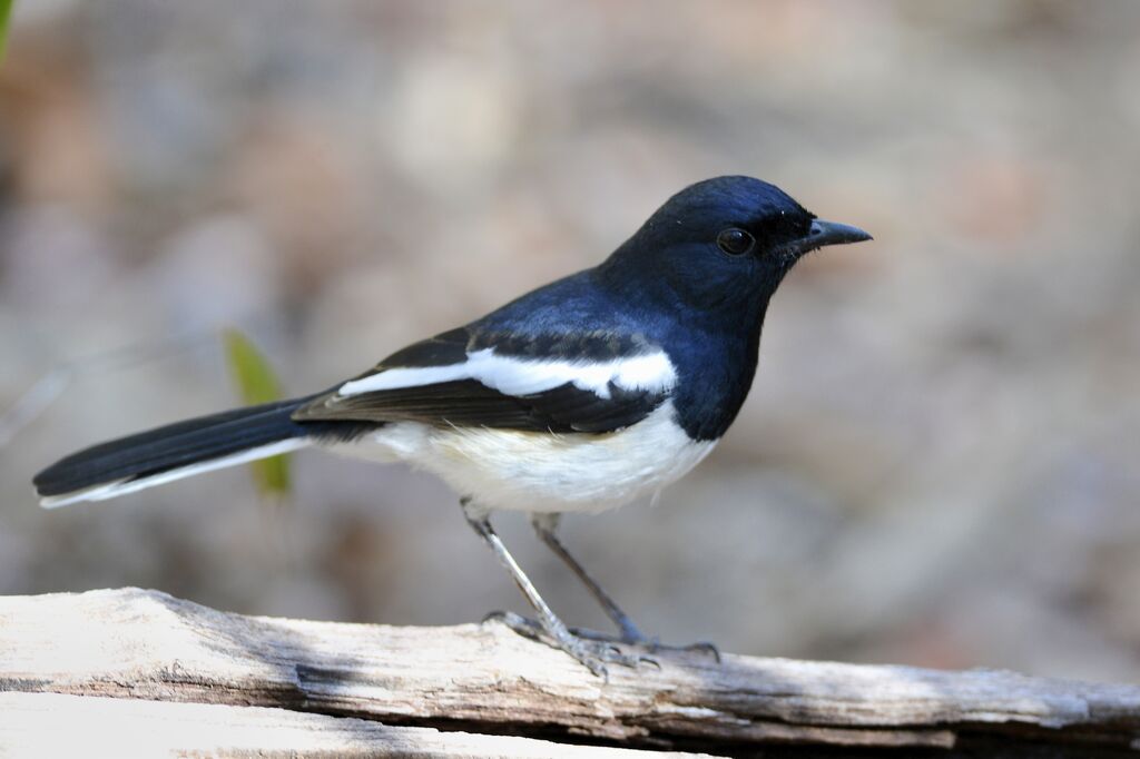 Madagascan Magpie-Robinadult