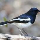 Shama de Madagascar