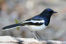 Madagascan Magpie-Robin