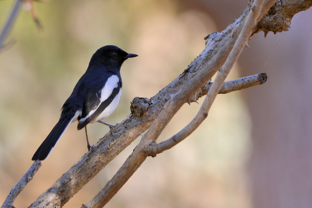 Madagascan Magpie-Robinadult