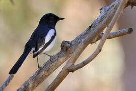 Madagascan Magpie-Robin