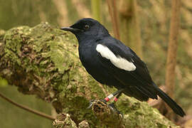 Seychelles Magpie-Robin