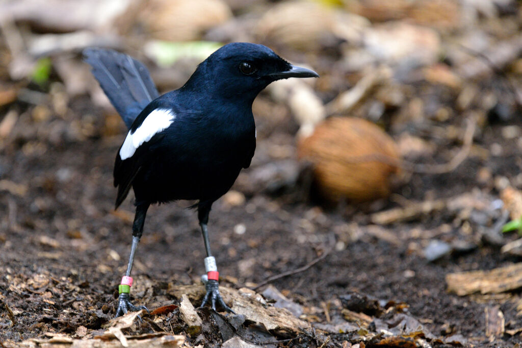 Seychelles Magpie-Robinadult