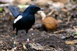 Seychelles Magpie-Robin