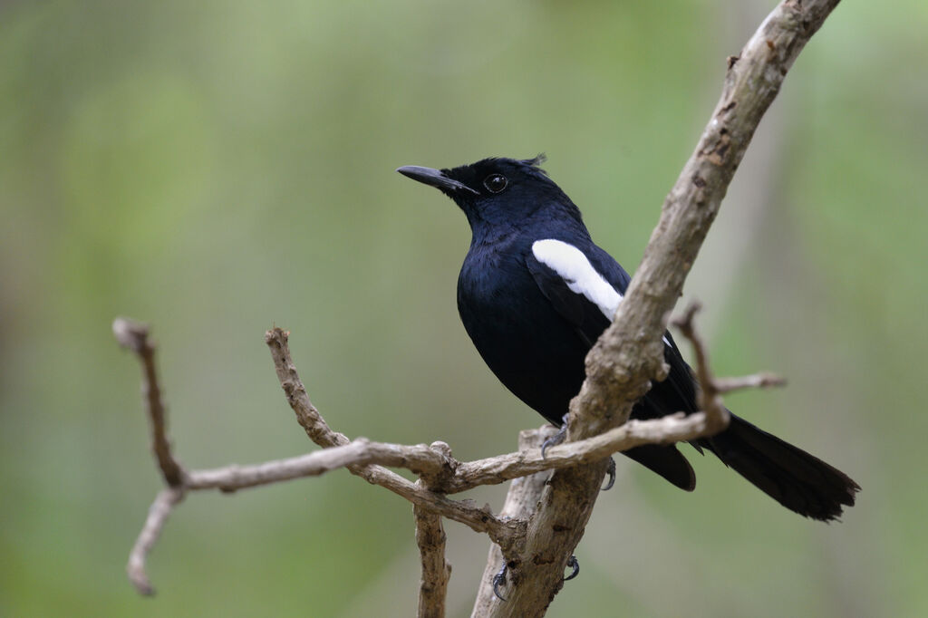 Seychelles Magpie-Robinadult