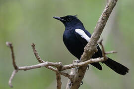 Seychelles Magpie-Robin