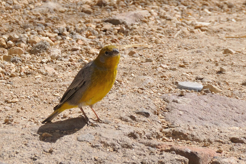 Bright-rumped Yellow Finch male adult, identification