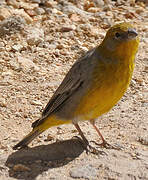 Bright-rumped Yellow Finch