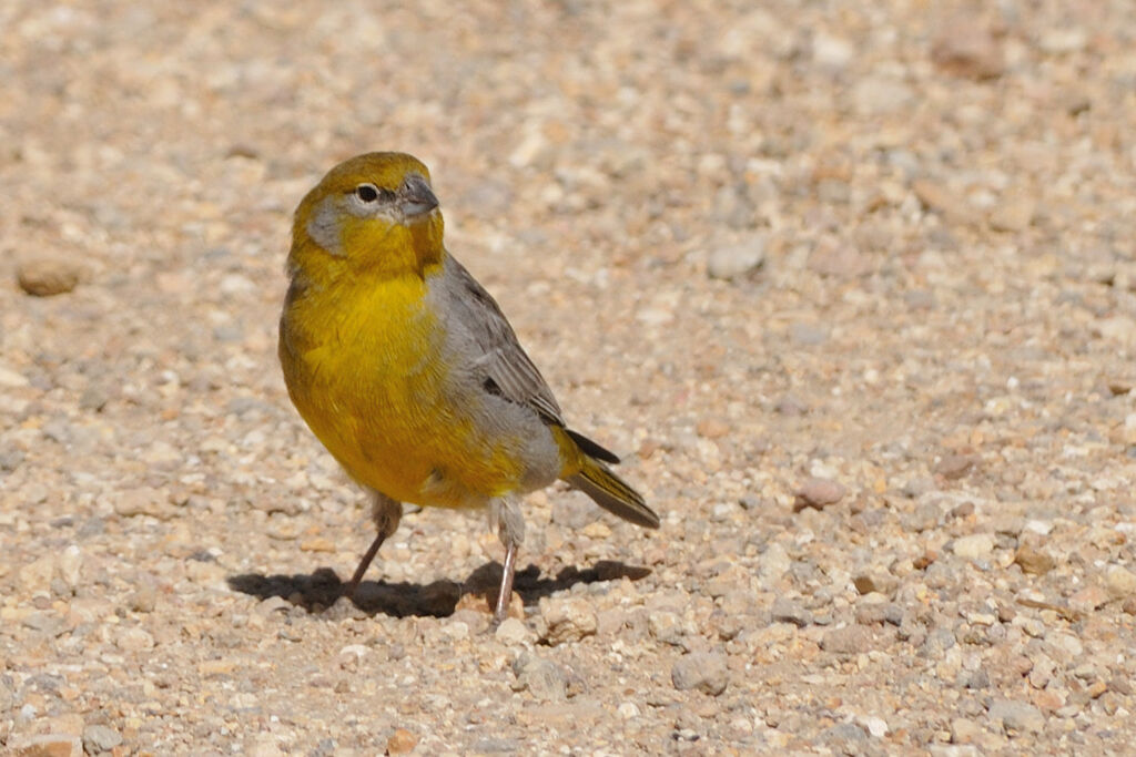 Sicale à croupion jaune mâle adulte, identification