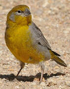 Bright-rumped Yellow Finch