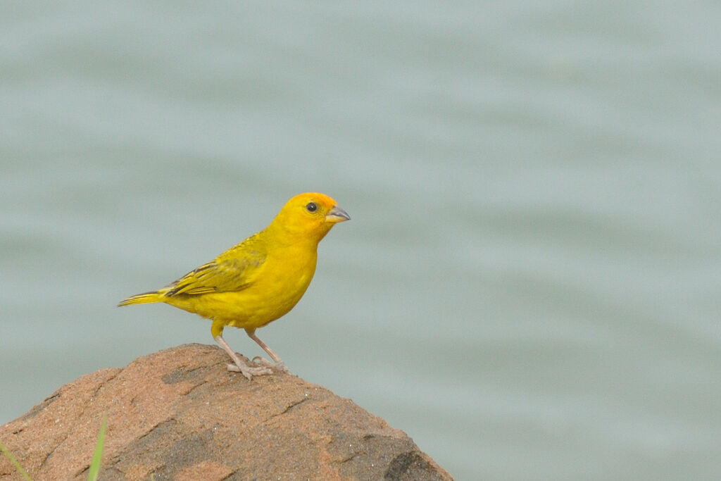 Saffron Finchadult, identification