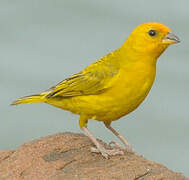 Saffron Finch