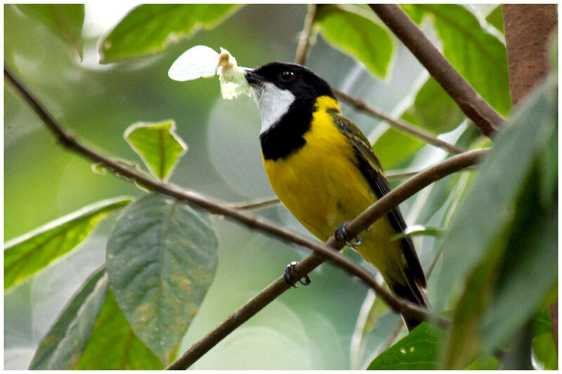 Australian Golden Whistler male adult