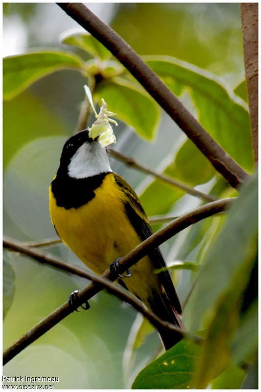 Australian Golden Whistler male adult breeding, feeding habits