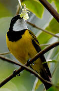 Australian Golden Whistler