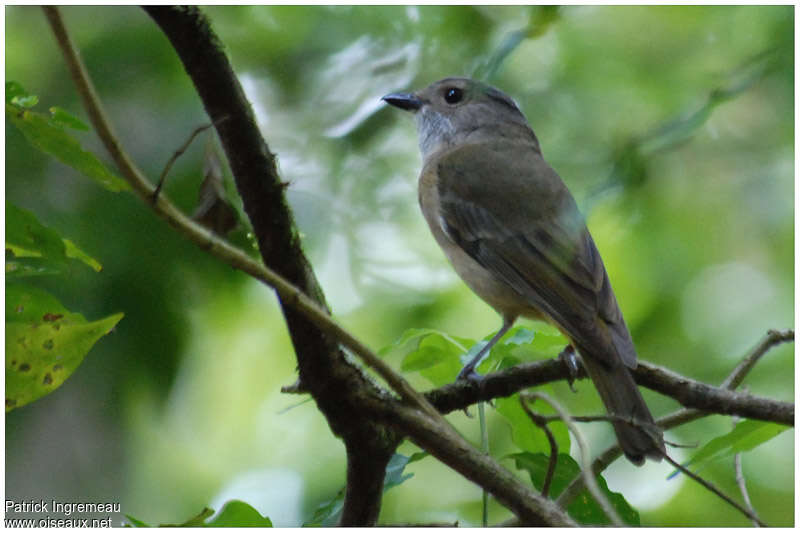 Siffleur doréimmature, identification