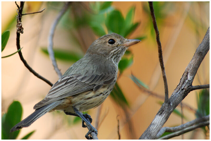 Rufous Whistlerimmature