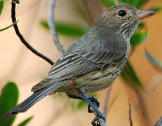 Rufous Whistler