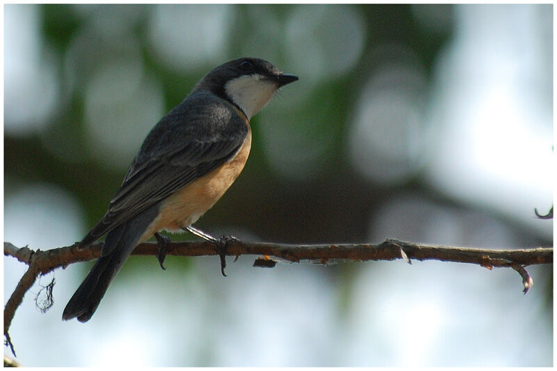 Rufous Whistler male adult