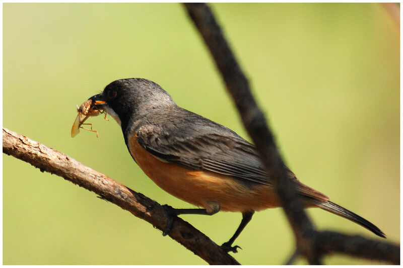 Rufous Whistler male adult