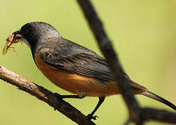 Rufous Whistler