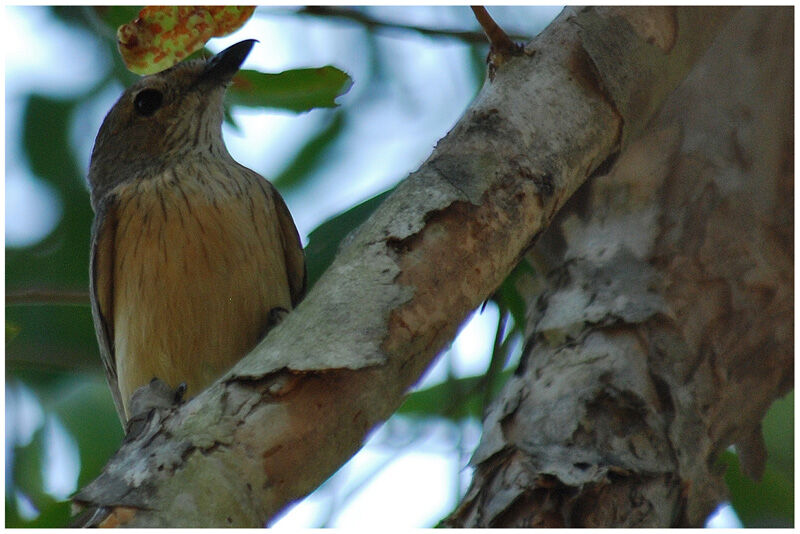 Rufous Whistler