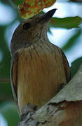 Rufous Whistler